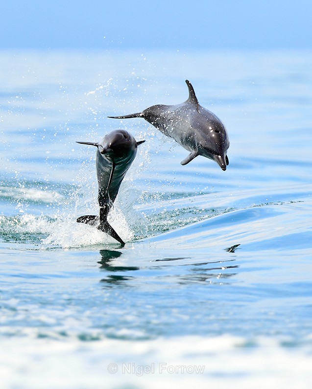 Two Spotted Dolphins jumping in the Gulf of Dulce - Dolphin