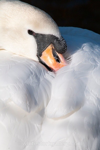 White Swan - Wildlife and Animals