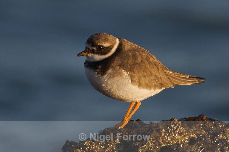 Ringed Plover - Ringed Plover