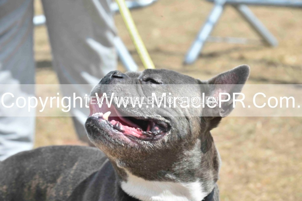 SH4_0074 - Dog show.