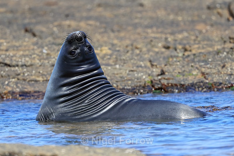 Elephant Seal in shallow water, Carcass Island, Falklands - Seal
