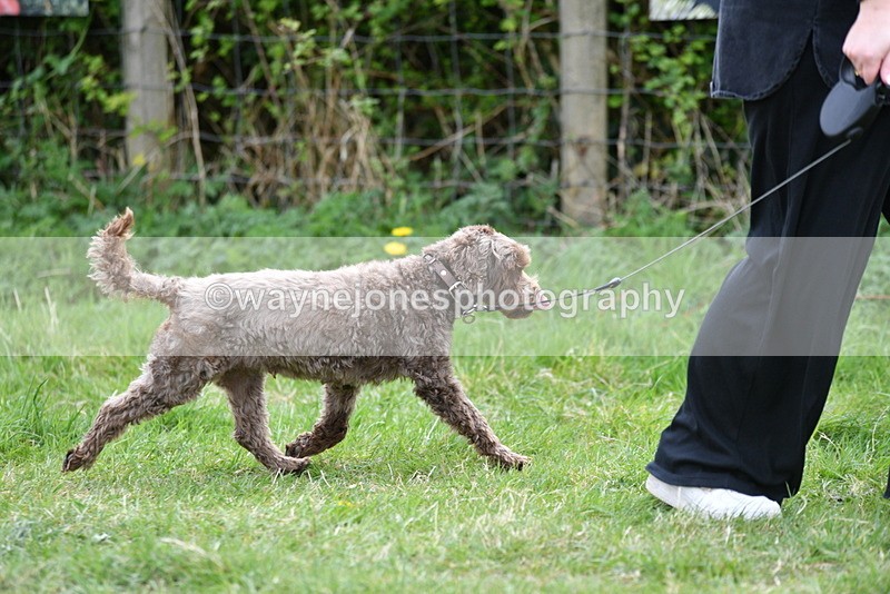 WJ5_9198 - Class 1 Best Cross Breed / Heniz 57