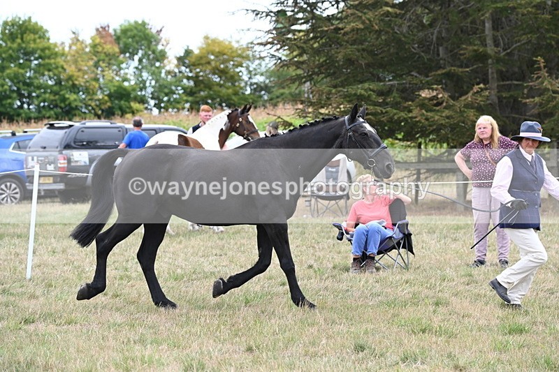 WJ6_6107 - Class 19 In-hand Veterans (Uploaded correct folder)