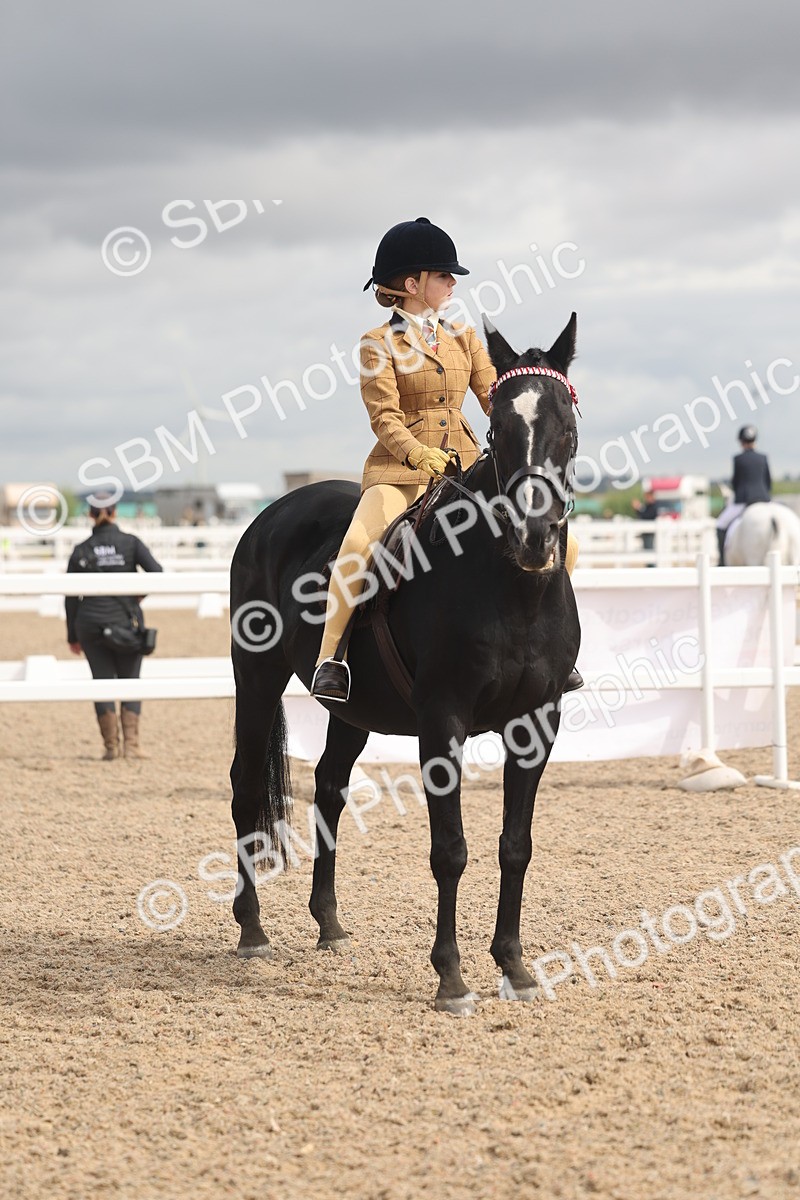SBM_04411 - Class 18 - Handsomest Gelding (IH or Ridden)