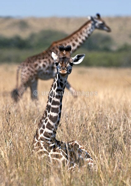 Giraffe - Kenya