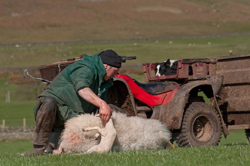 11 - The Lambing