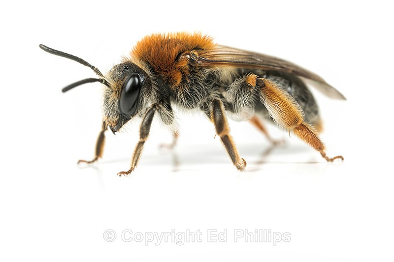 Andrena haemorrhoa (f) - Andrena haemorrhoa