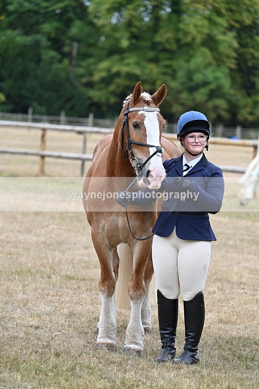 WJ7_0150 - Class 5a Most Handsome Gelding (above 14.2hh)