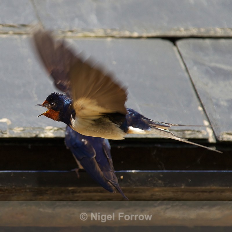 Swallow fly-past - Swallow