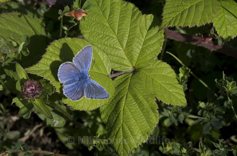 Common Blue Butterfly - BUTTERFLIES