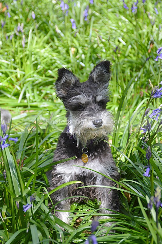  - Schnauzers