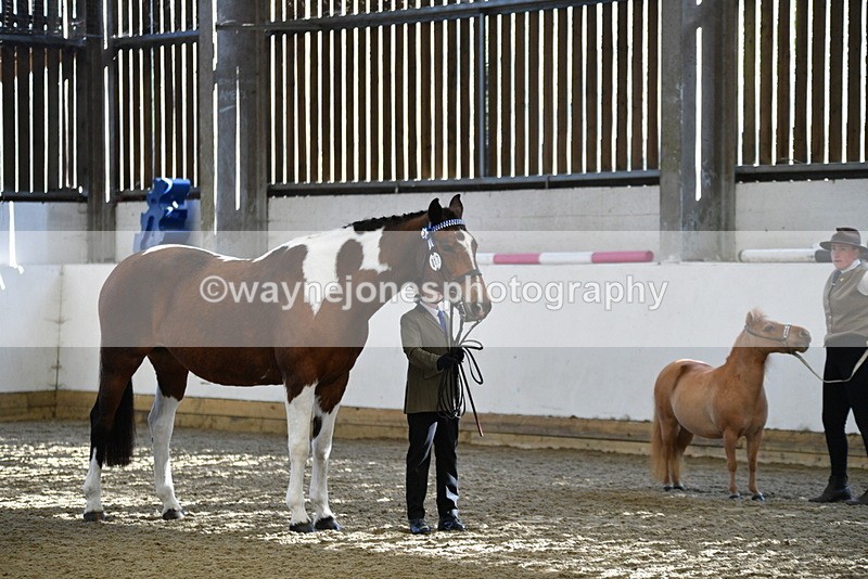 WJ5_3905 - Class 5 In Hand Veterans