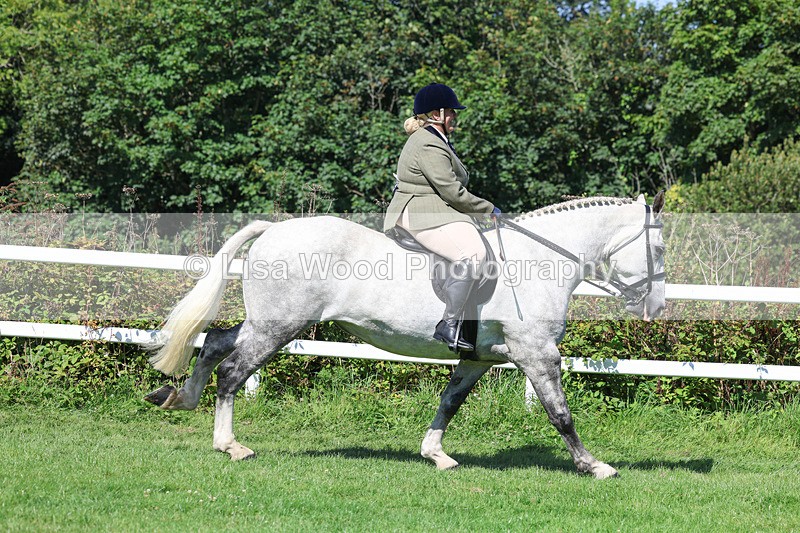 3E7A8376 - Class 4: Novice working Hunter