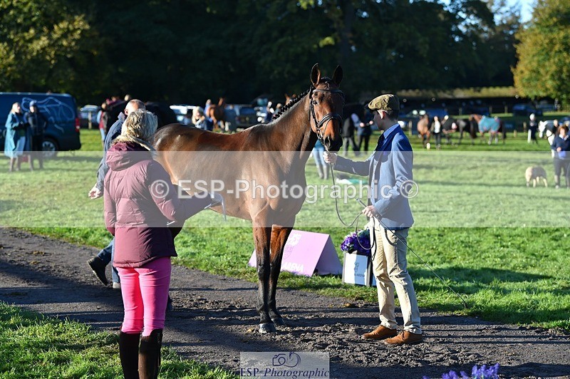 231022-091122-21603 - 609-WHAT.A.WONDER-Harry.Robinson-TrotUp+SJ