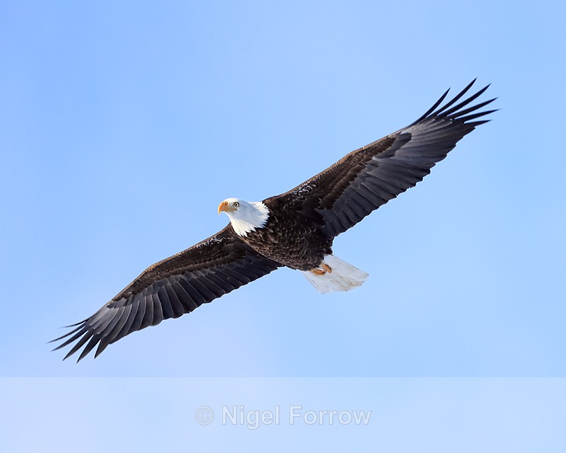 Bald Eagle overhead, Soda Butte Canyon, Yellowstone National Park - Bald Eagle