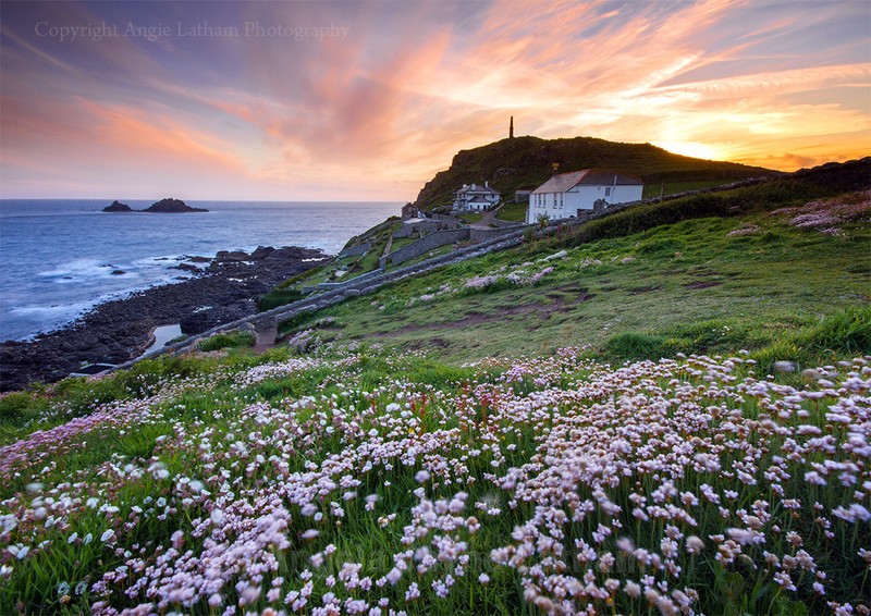 Cape Cornwall Sea Pinks - Celtic Cornwall