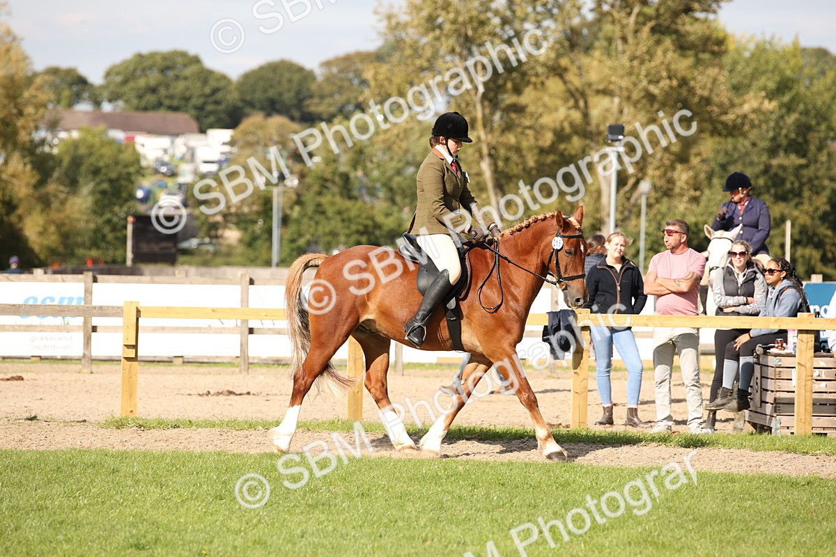 SBM_50067 - S26 - Young Veteran - Ridden