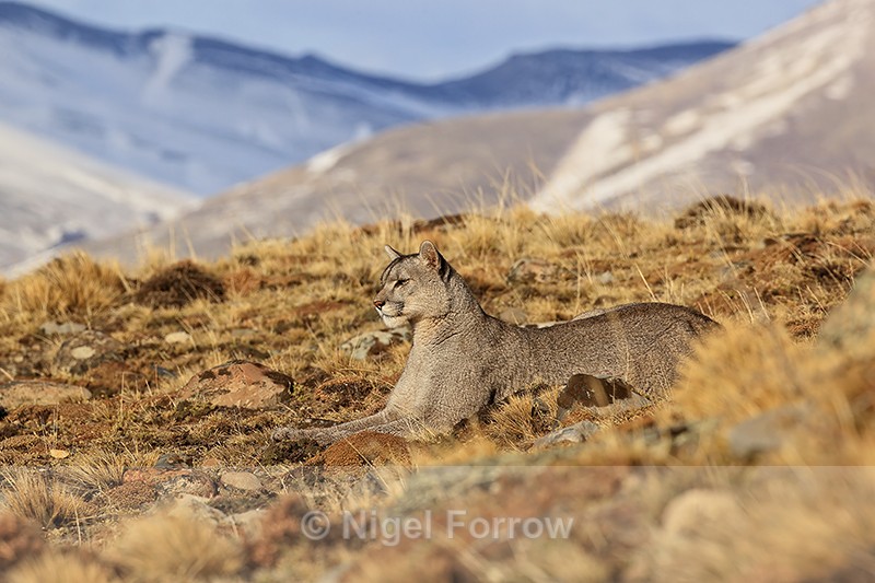 Puma looking out for Guanacos, Torres del Paine, Chile - Puma