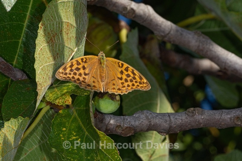 Silver-Washed Fritillary (Argynnis paphia) ♀  - Insects, Spiders and other Animals