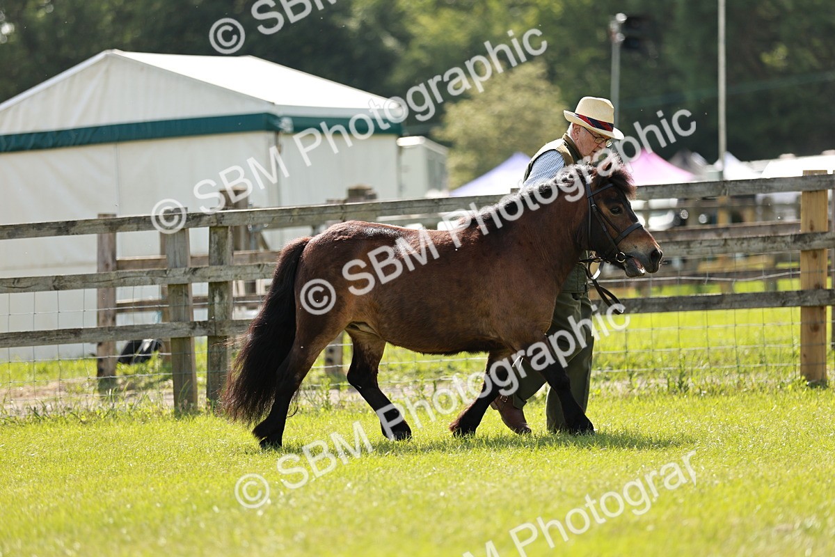 SBM_01811 - Class 14-23 - Mountain & Moorland In Hand Non Welsh