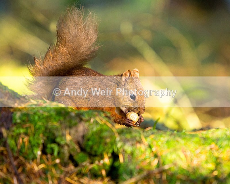 20141010-3K8A6513 - Red Squirrel