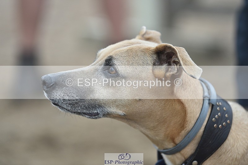 230902A-101526-00382 - Cls 2A Pony Small 70cm