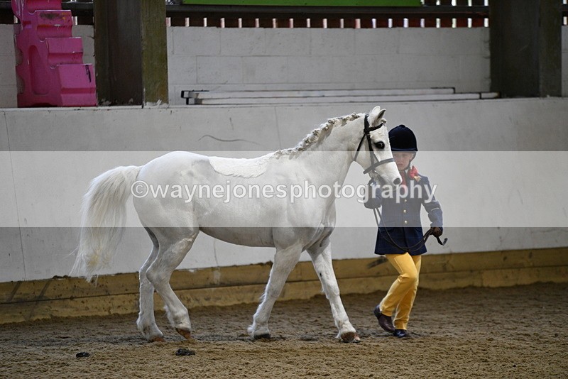 WJ5_4637 - Class 3 Part Bred In hand
