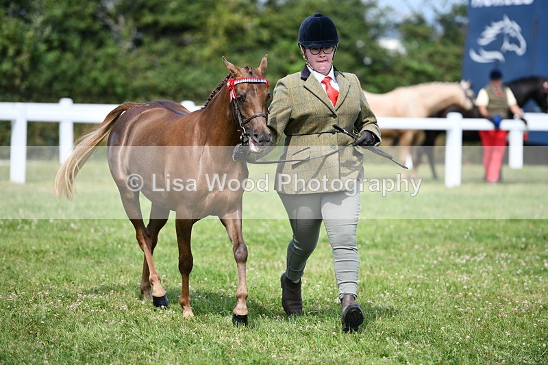 DSC_8330 - Class 68: Part Bred In Hand M & M