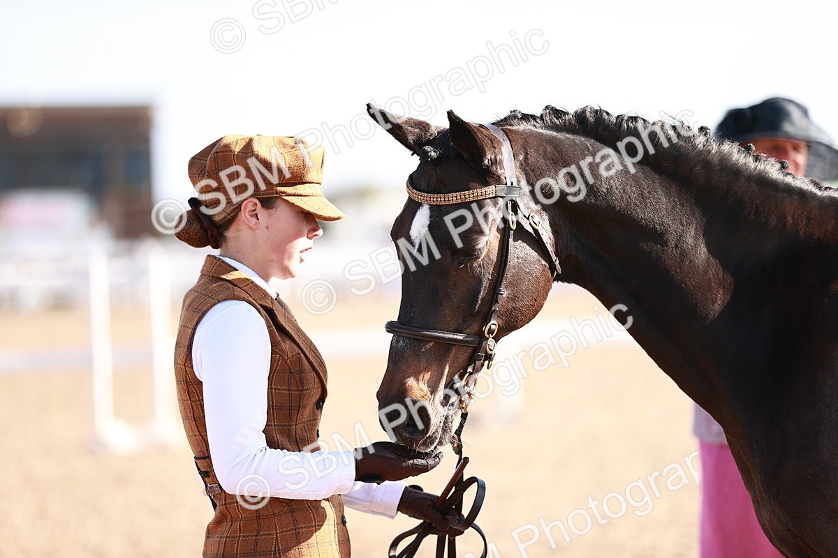 SBM_22034 - Class 702 - IH Show Horse-Pony