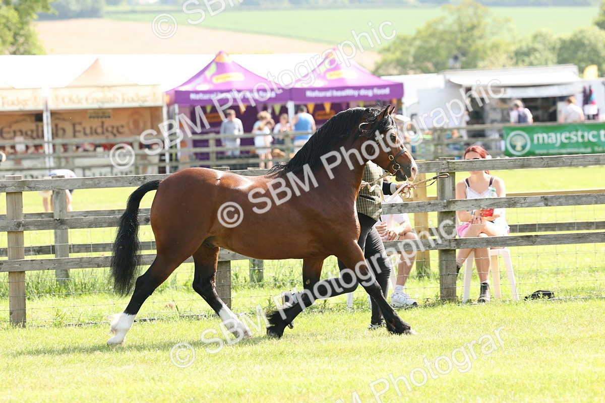 SBM_02103 - Class 6-13 - Mountatin and Moorland In Hand Welsh Breeds