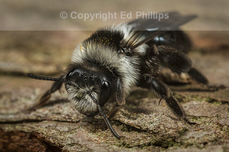 Andrena cineraria (f)