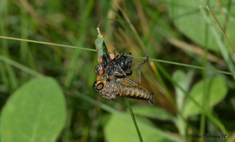 Robber Fly - Macro
