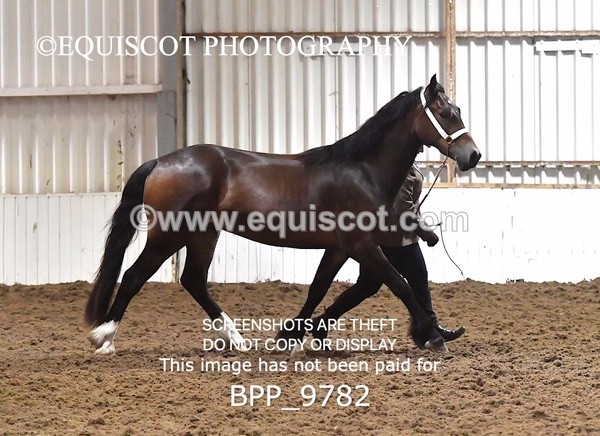 BPP_9782 - RING 1