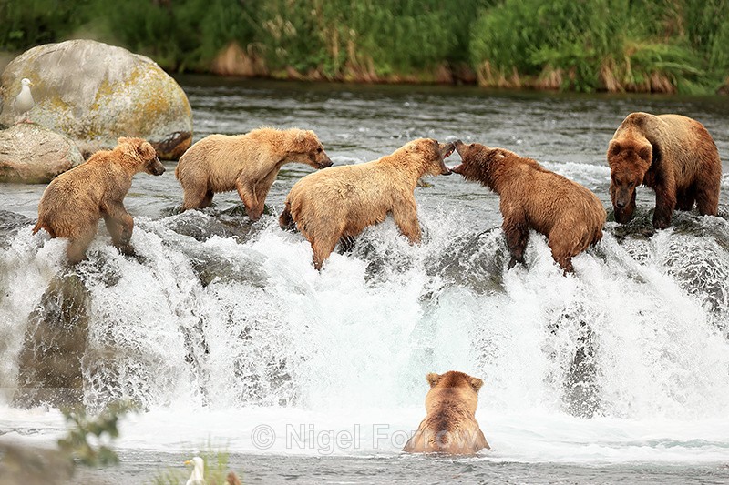 Brown Bear fight over salmon, Brooks Falls, Alaska - Brown Bear