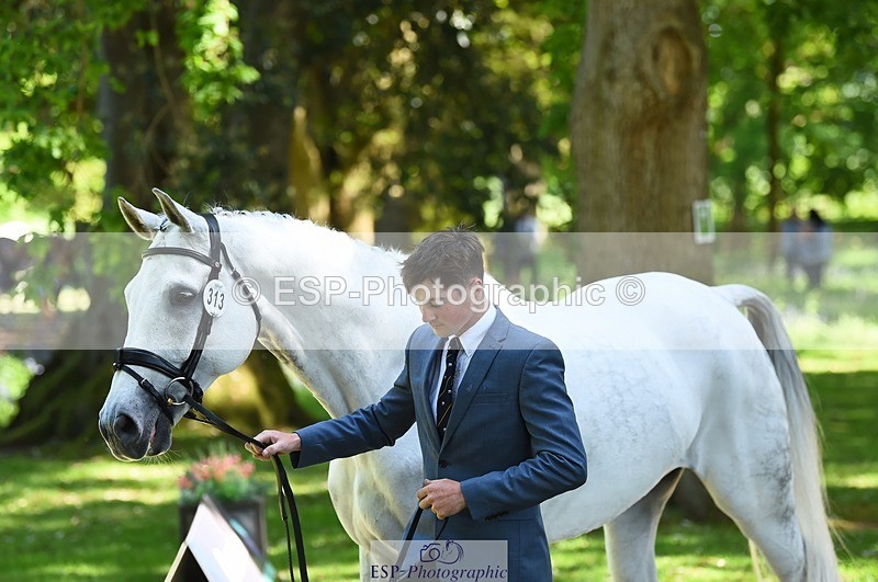 230524-151324-00144 - 313-LOUISBOURG_C-Jack_Whiteford-WEDTrotUp+DR