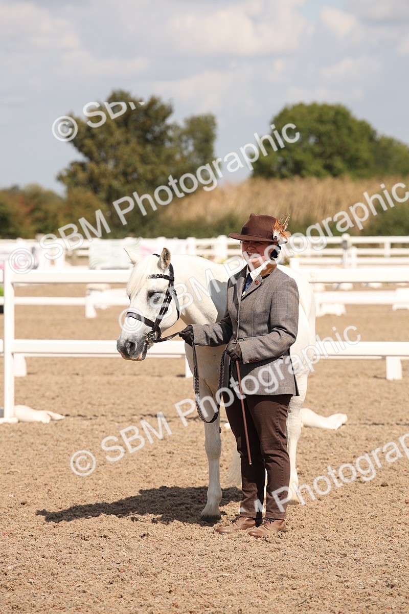 SBM_03393 - Class 18 Handsomest Gelding (IH or Ridden)