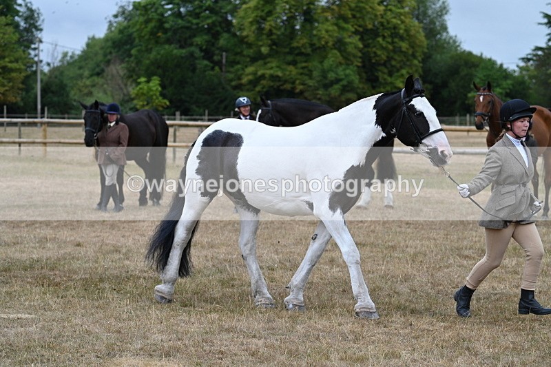 WJ7_9962 - Class 5a Most Handsome Gelding (above 14.2hh)
