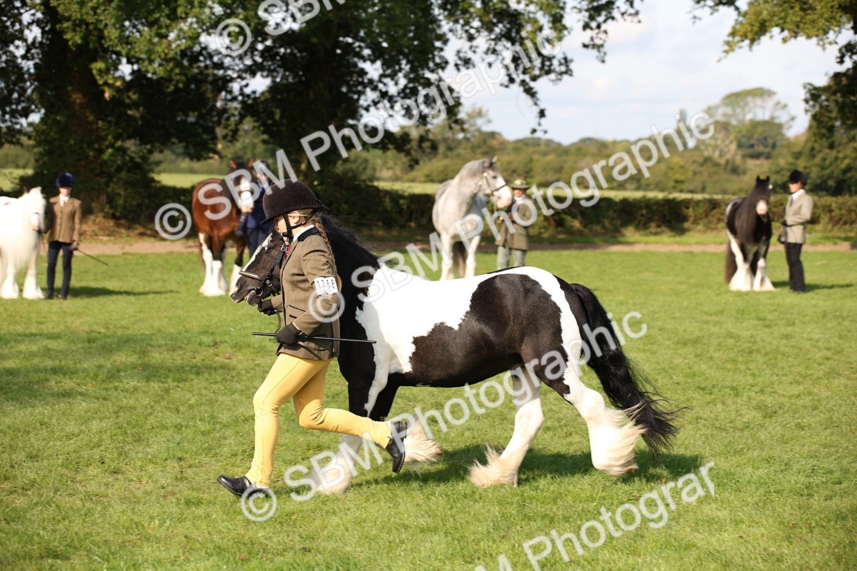 SBM_62228 - S55 - Traditional Cob In Hand