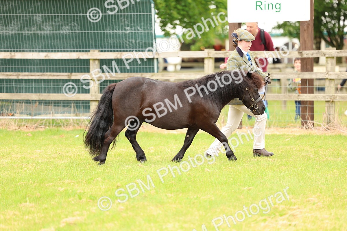 SBM_03542 - Class 58-67 - M&M Non Welsh Pony In hand