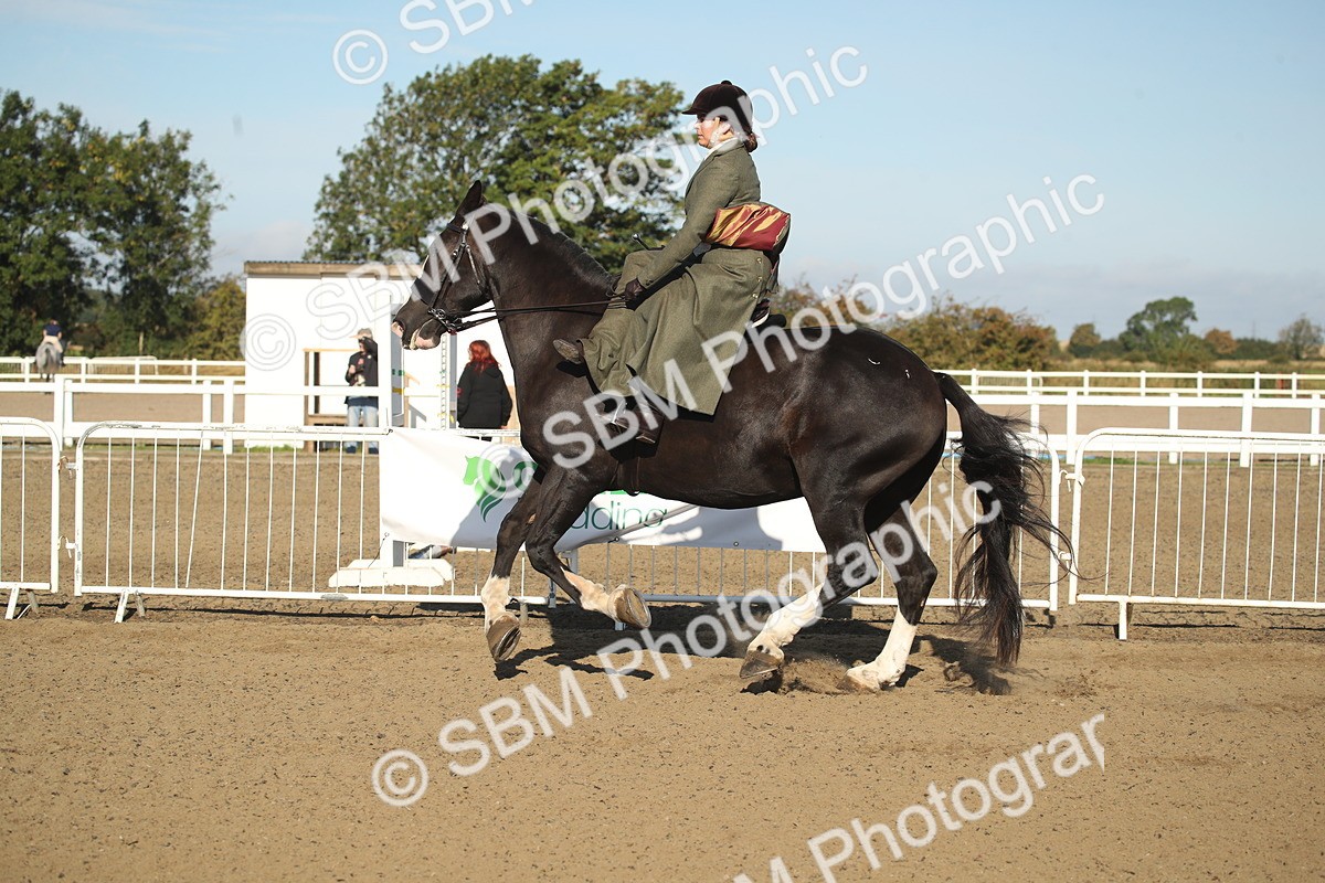 SBM_11318 - Class 501 -Riding Club Pony