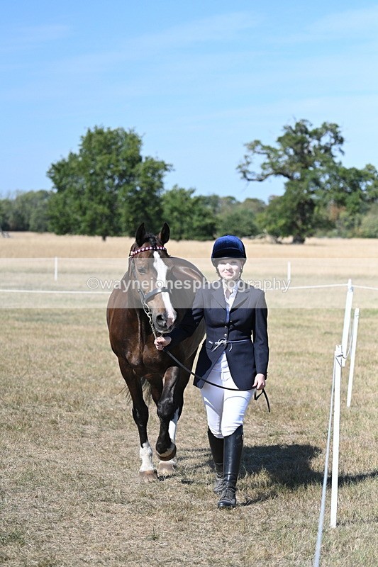 WJ7_1538 - Class 42 Most Handsome Gelding