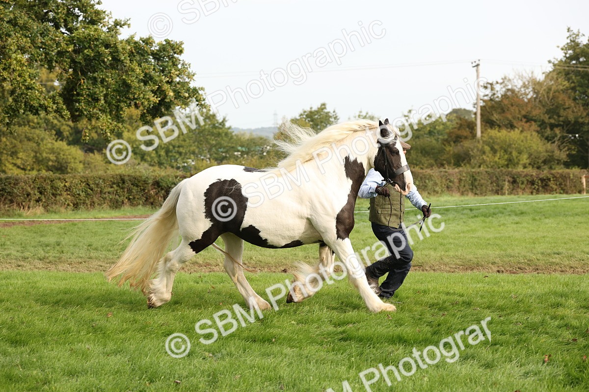 SBM_56791 - S54 - Piebald & Skewbald Horse In Hand