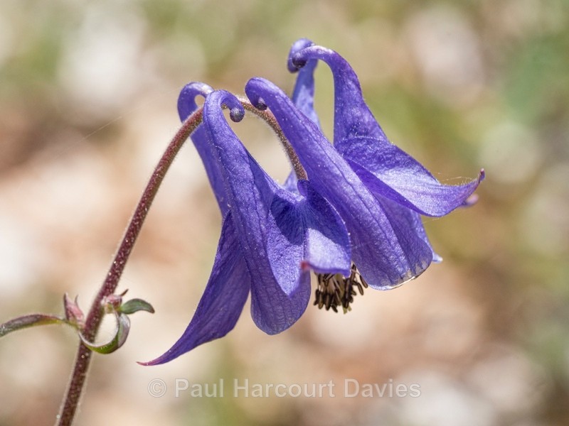 Aquilegia, Wild columbine (Aquilegia vulgaris) - Wild Flowers - 1