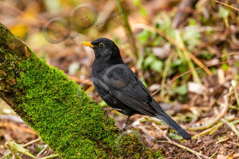 Blackbird Turdus merula-5237 - UK birds