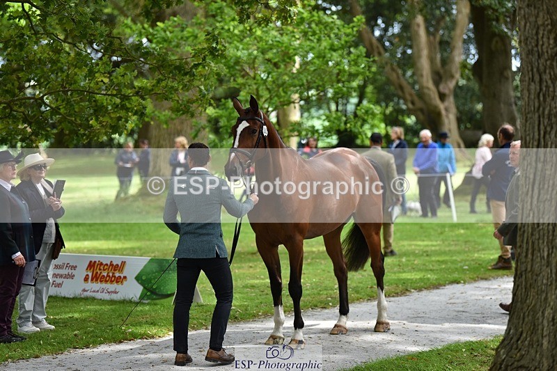 240522-150048-00040 - 352-SHANNONDALE_ALDO-Alexander_Bragg