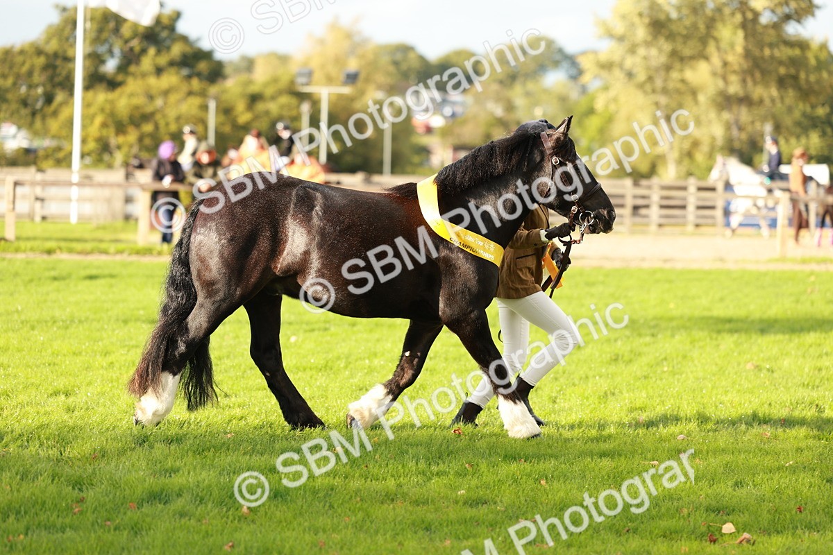 SBM_29272 - Novice & newcomer Supreme Championship