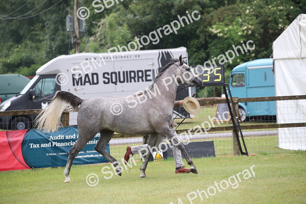 SBM_00022 - Class 17-20 - Arab & Part Bred - Anglo Arab In Hand