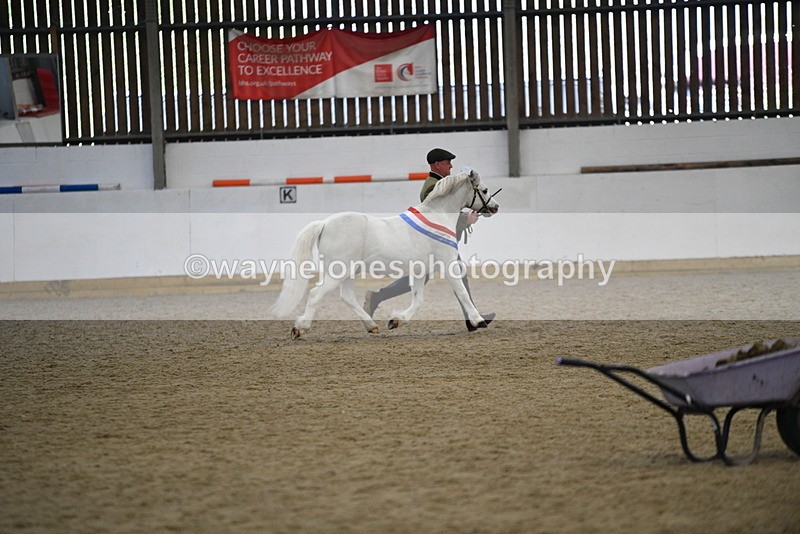 WJ5_5820 - Morning in hand Championship