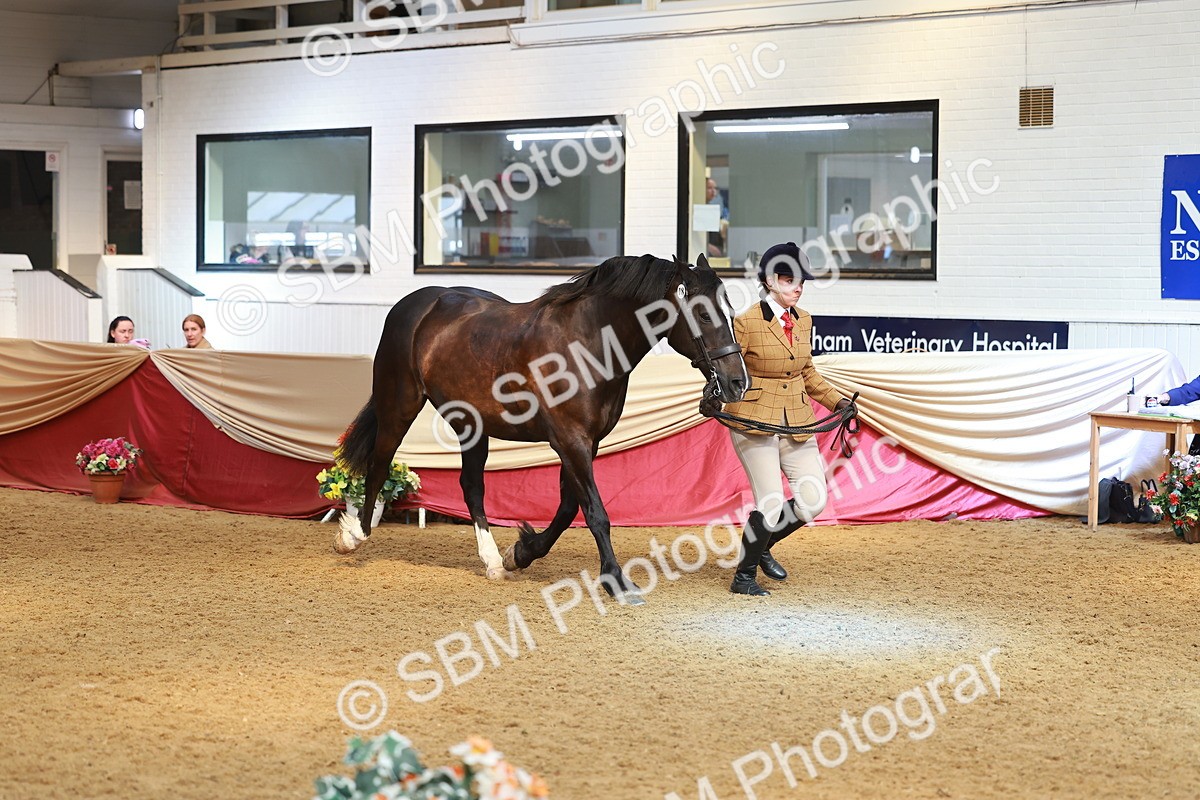 SBM_10717 - Class 103 - HOYS Veteran Qualifier - Ridden Pre Vet