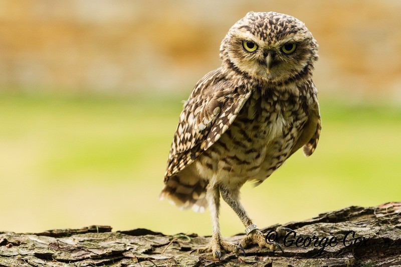 Burrowing Owl - Birds of Prey